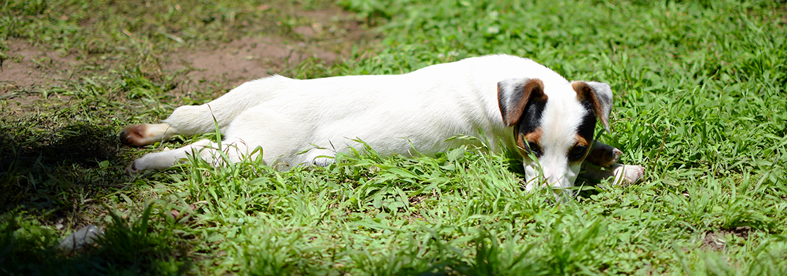 Cachorritos de Raza - Jack Russell Terrier | Boston Terrier