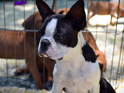 Boston Terrier - Cachorritosderaza.com.ar