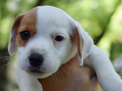 Jack Russell Terrier - Cachorritosderaza.com.ar