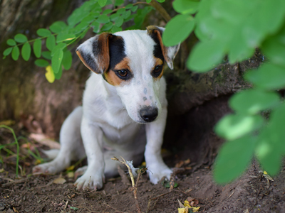 Jack Russell Terrier - Cachorritosderaza.com.ar