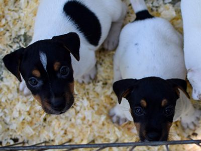 Jack Russell Terrier - Cachorritosderaza.com.ar