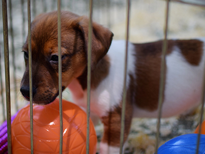 Jack Russell Terrier - Cachorritosderaza.com.ar