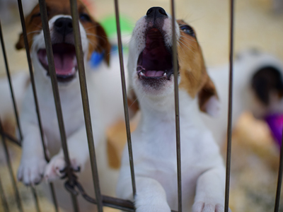 Jack Russell Terrier - Cachorritosderaza.com.ar