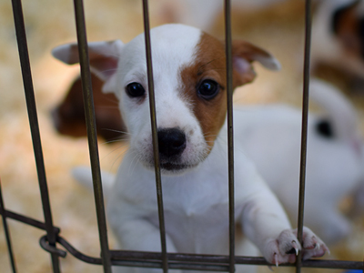 Jack Russell Terrier - Cachorritosderaza.com.ar