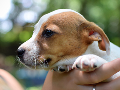 Jack Russell Terrier - Cachorritosderaza.com.ar