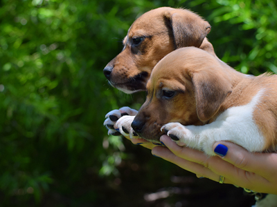 Jack Russell Terrier - Cachorritosderaza.com.ar