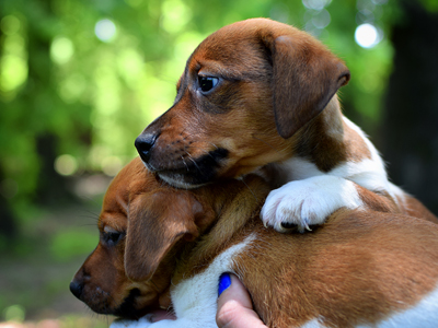 Jack Russell Terrier - Cachorritosderaza.com.ar