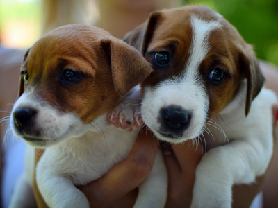 Jack Russell Terrier - Cachorritosderaza.com.ar