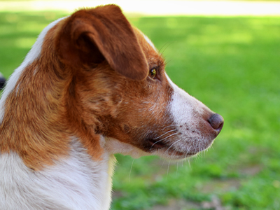 Jack Russell Terrier - Cachorritosderaza.com.ar