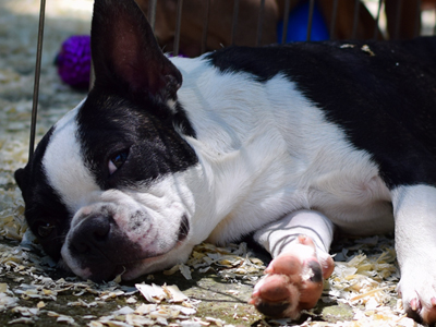 Boston Terrier - Cachorritosderaza.com.ar
