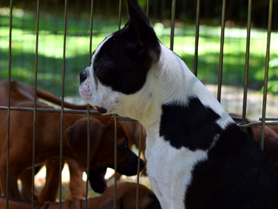Boston Terrier - Cachorritosderaza.com.ar