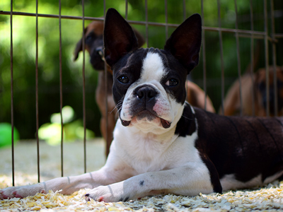 Boston Terrier - Cachorritosderaza.com.ar