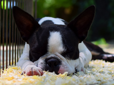 Boston Terrier - Cachorritosderaza.com.ar
