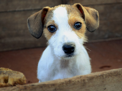 Jack Russell Terrier - Cachorritosderaza.com.ar