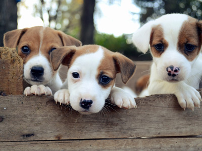 Jack Russell Terrier - Cachorritosderaza.com.ar