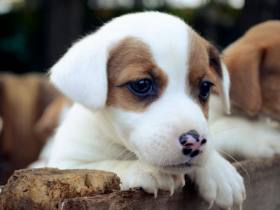 Jack Russell Terrier - Cachorritosderaza.com.ar
