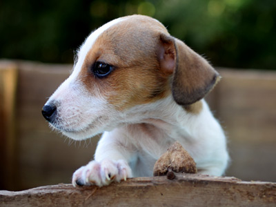 Jack Russell Terrier - Cachorritosderaza.com.ar