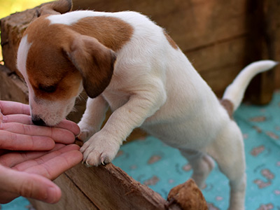 Jack Russell Terrier - Cachorritosderaza.com.ar
